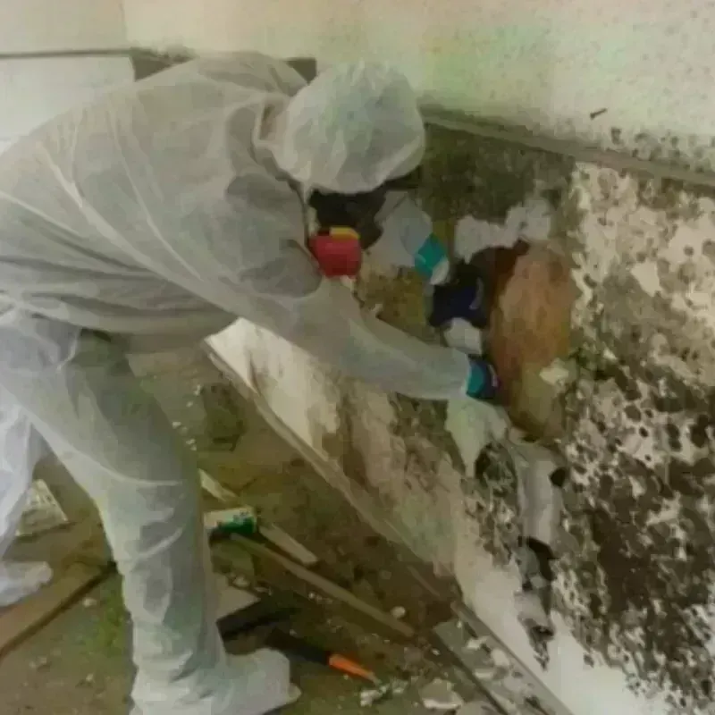 Mold Remediation and Removal in Midvale, UT